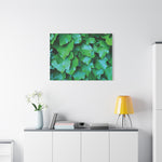 Stretched Matte Canvas - Hedera Helix Leaves