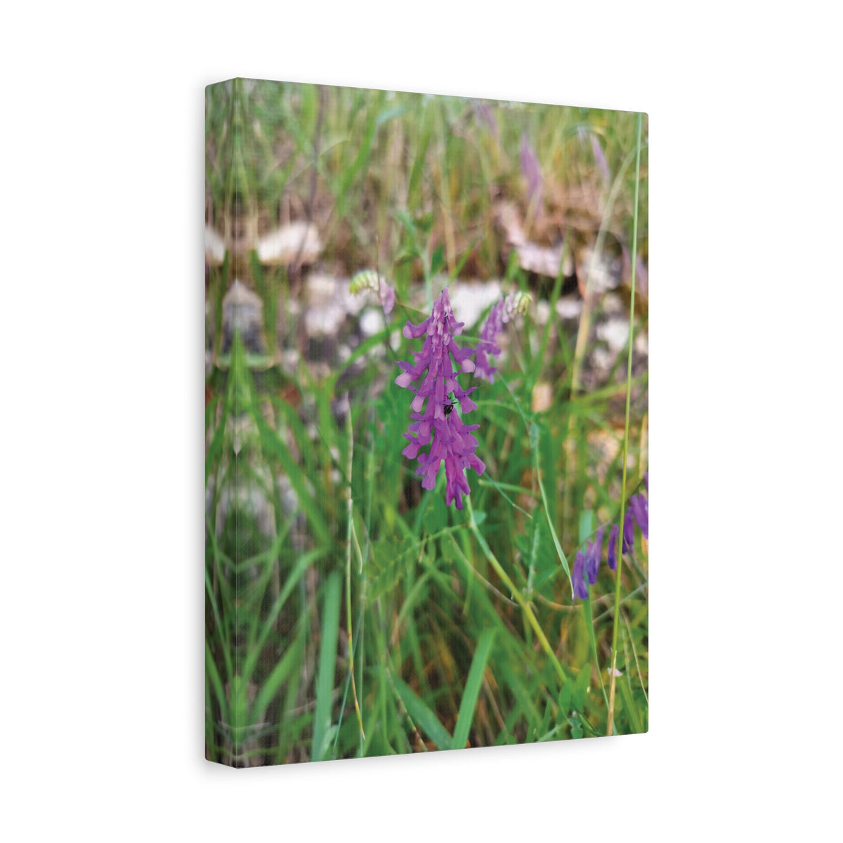 Stretched Matte Canvas - Flower of Vicia