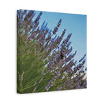 Stretched Matte Canvas - Flower of Lavender with Bombus Insect (Variant 1)