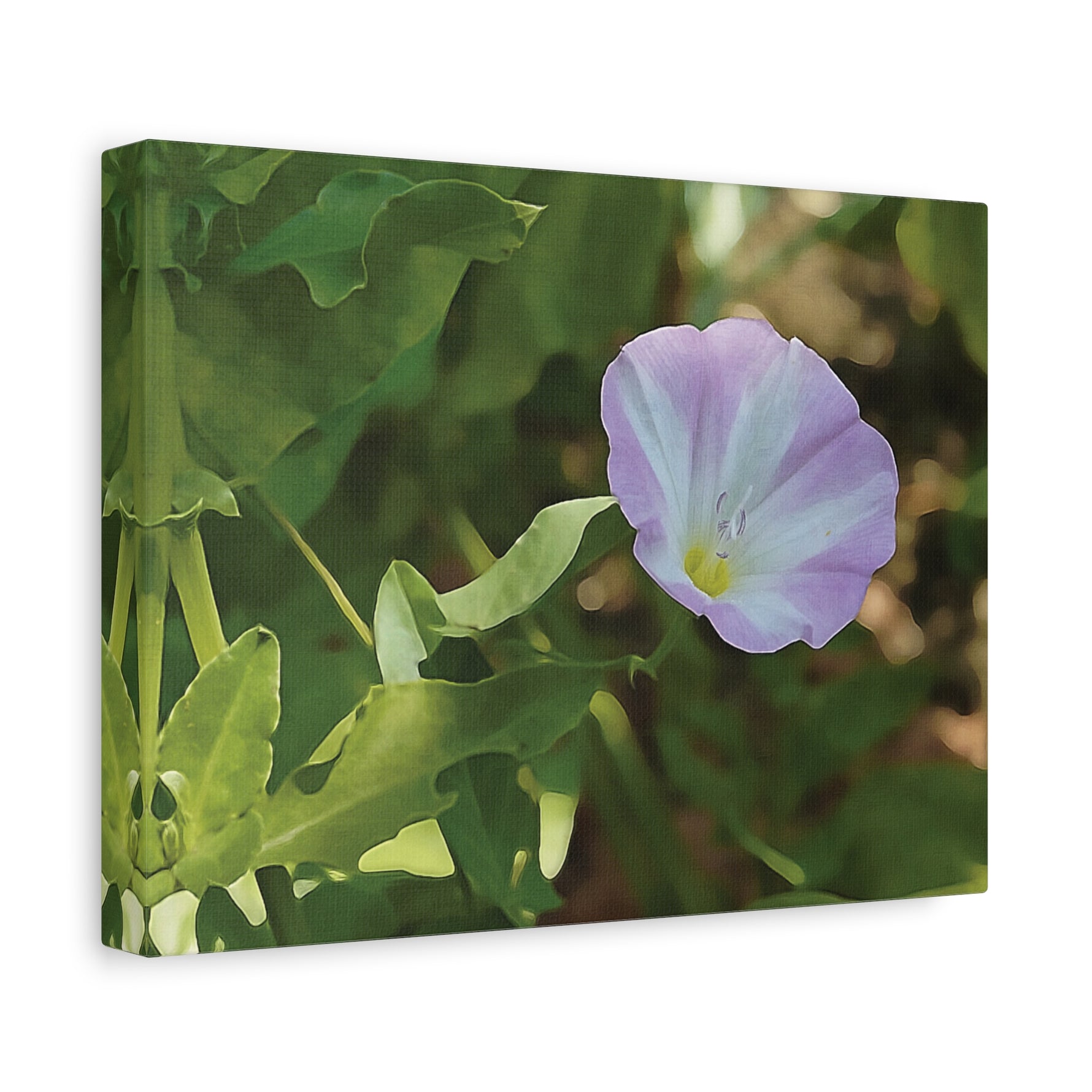 Stretched Matte Canvas - Flower of Convolvulus Arvensis/Vilucchio