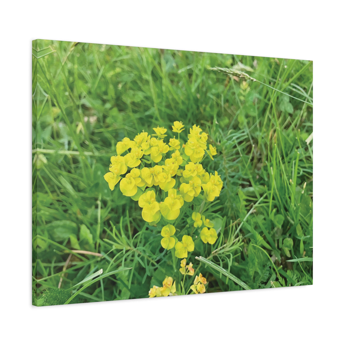 Stretched Matte Canvas - Flower of Euphorbia Cyparissias