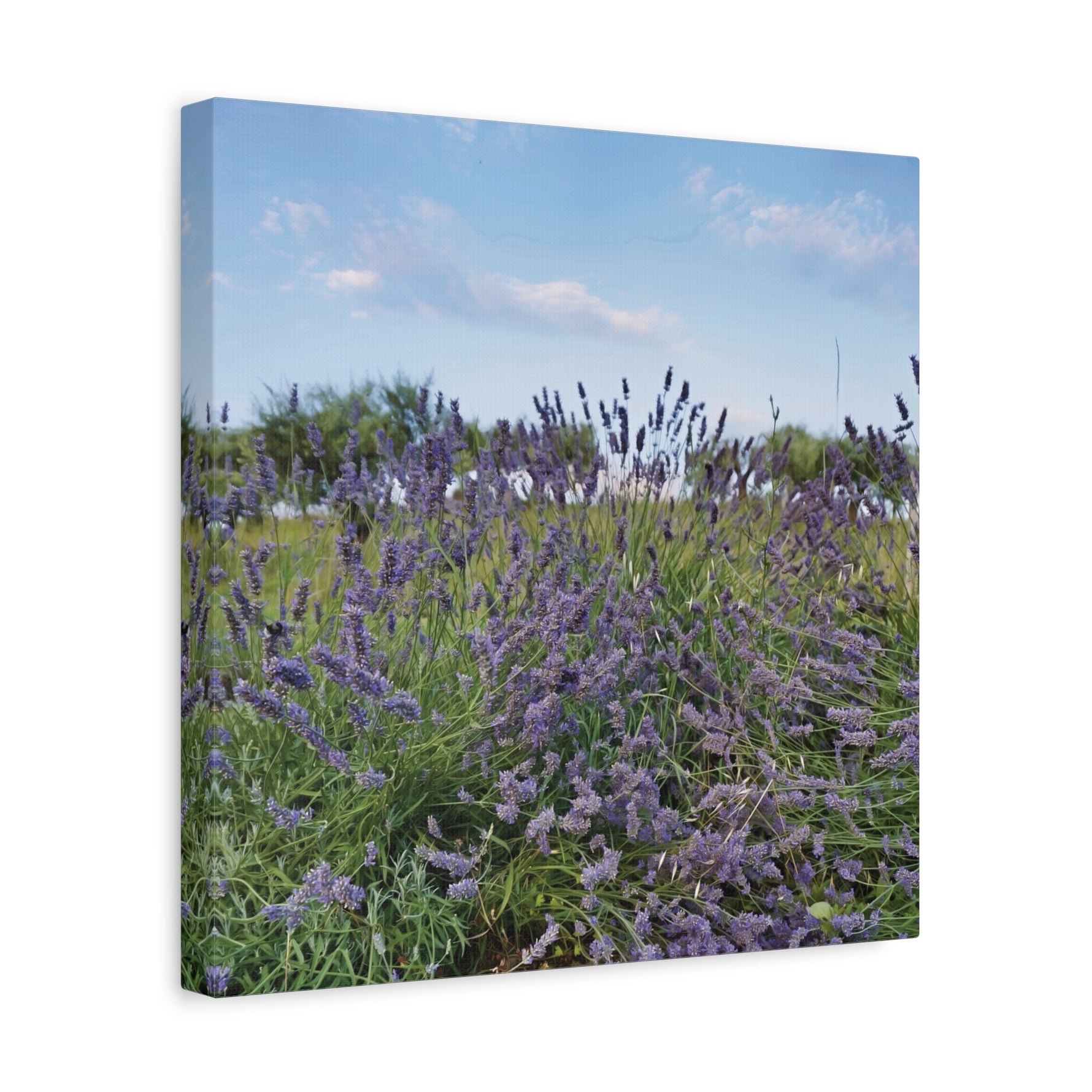 Stretched Matte Canvas - Flower of Lavender (Variant 1)