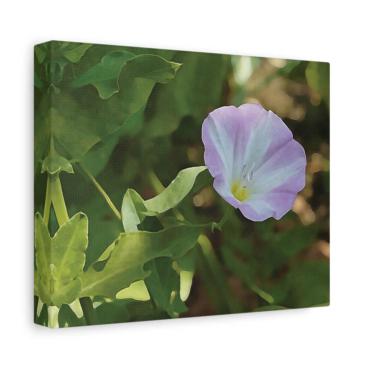 Stretched Matte Canvas - Flower of Convolvulus Arvensis/Vilucchio