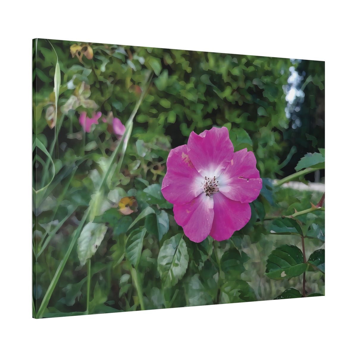 Stretched Matte Canvas - Flower of Rosa Pendulina