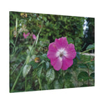 Stretched Matte Canvas - Flower of Rosa Pendulina