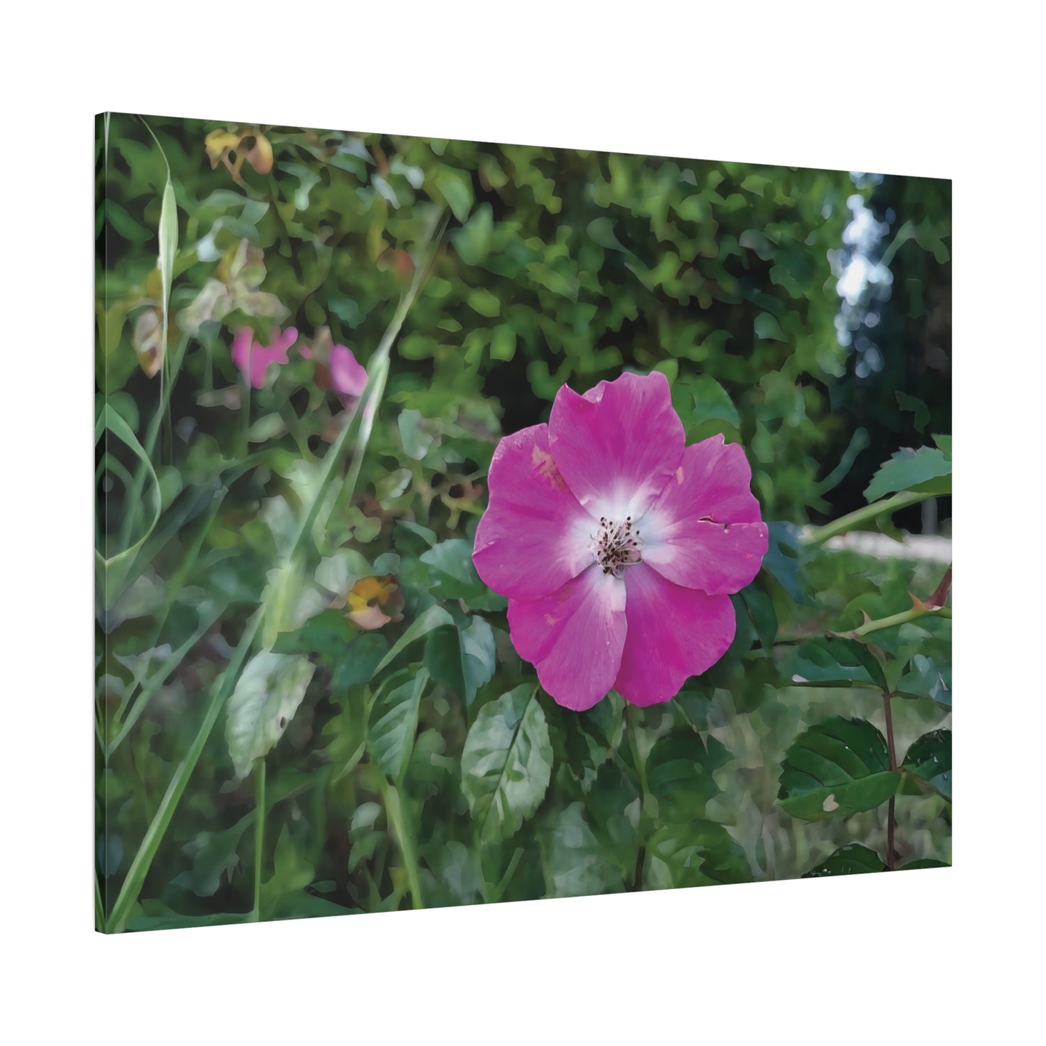 Stretched Matte Canvas - Flower of Rosa Pendulina