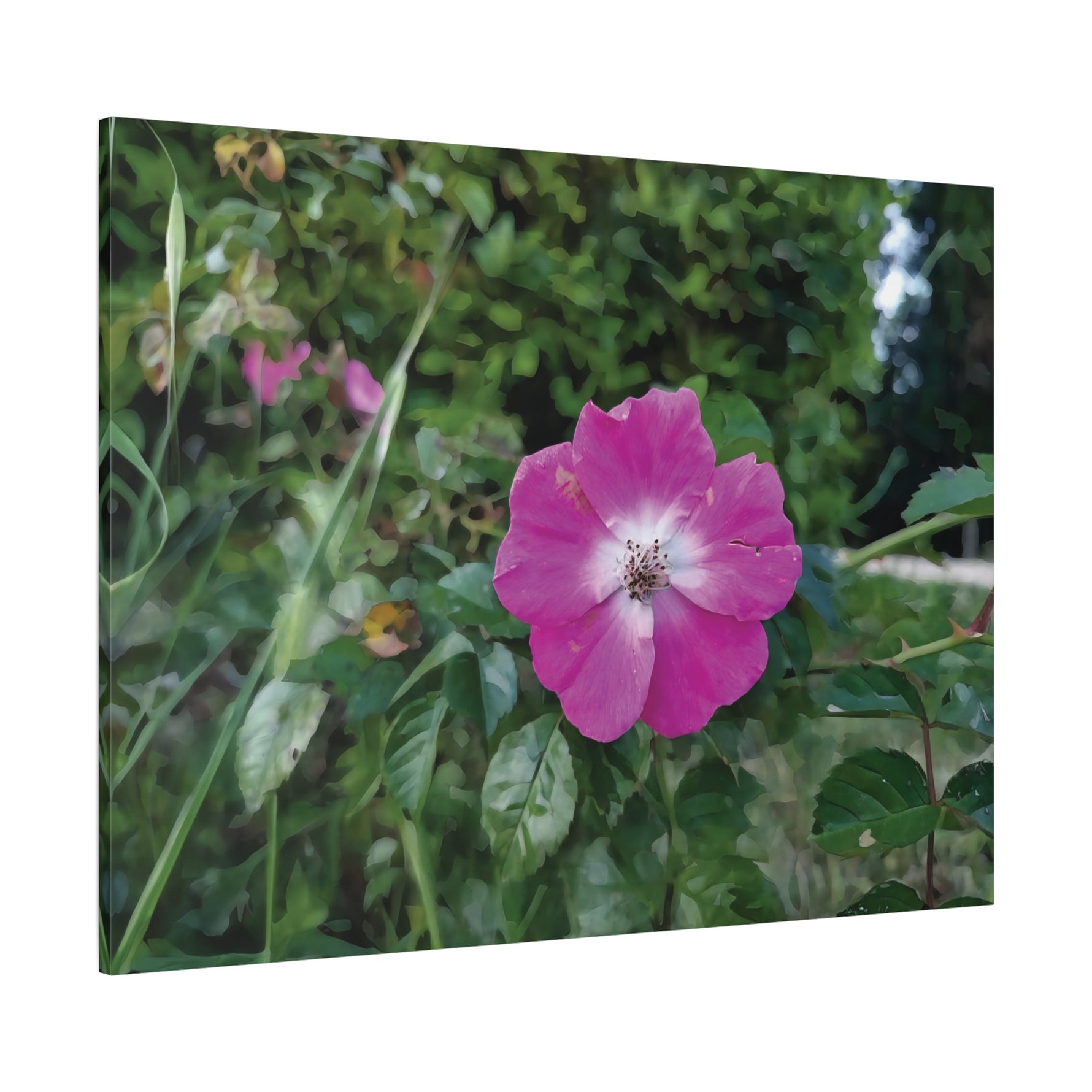 Stretched Matte Canvas - Flower of Rosa Pendulina