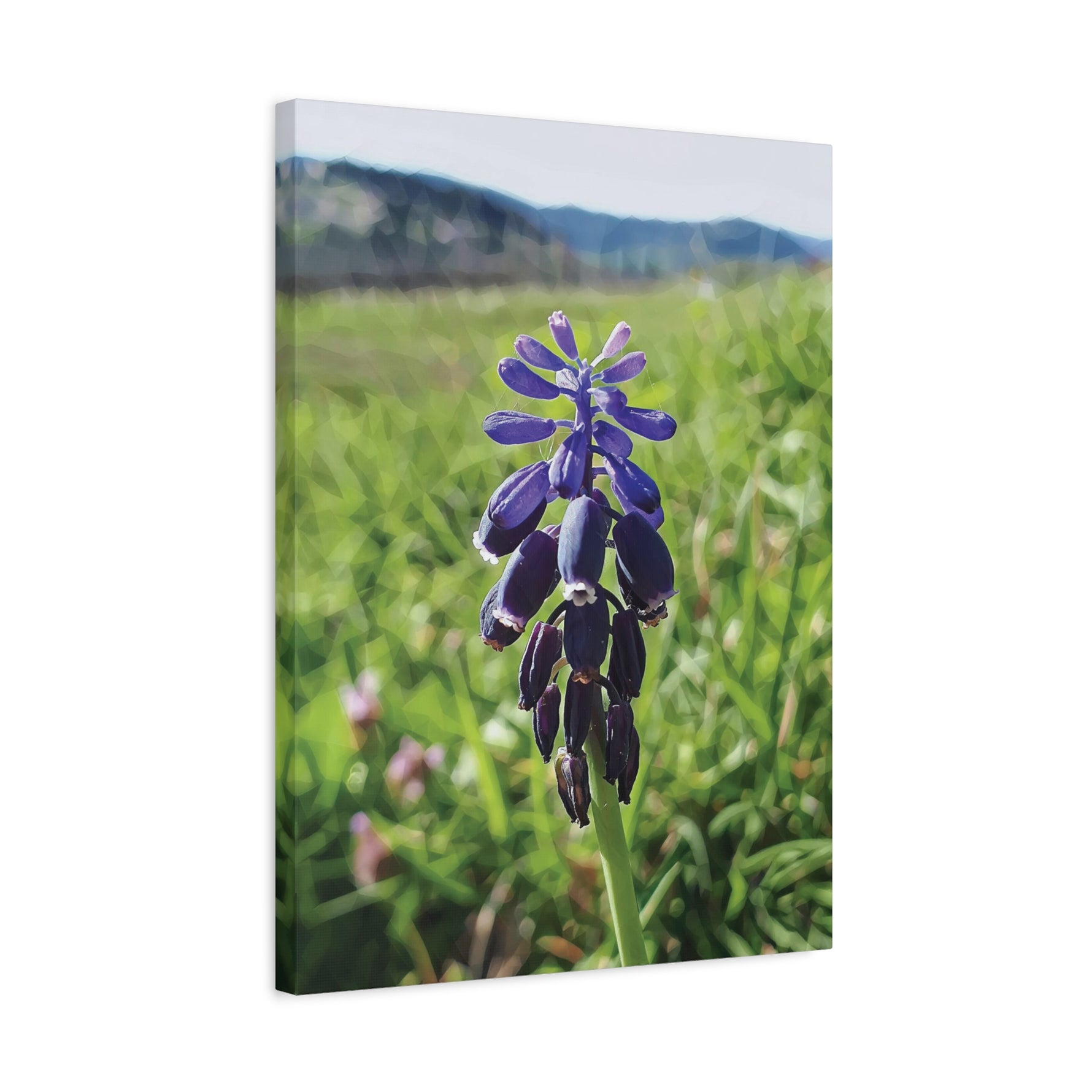 Stretched Matte Canvas - Poly Art - Flower of Muscari