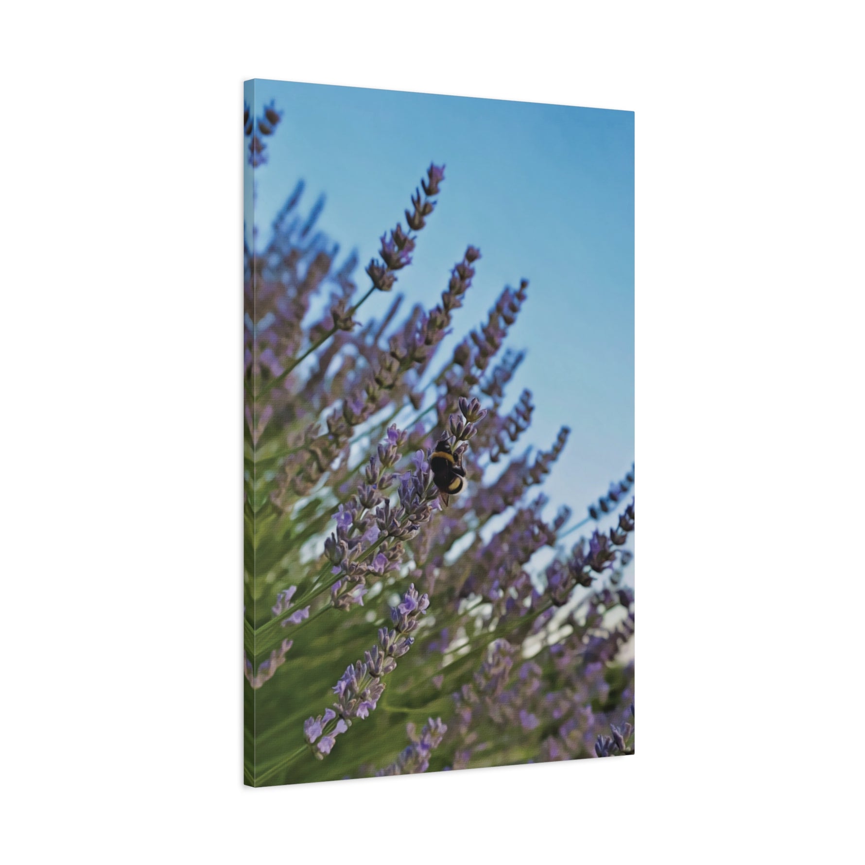 Stretched Matte Canvas - Flower of Lavender with Bombus Insect (Variant 1)