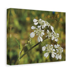 Stretched Matte Canvas - Flower with a small insect