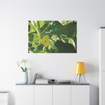 Stretched Matte Canvas - Flower of Cucumber