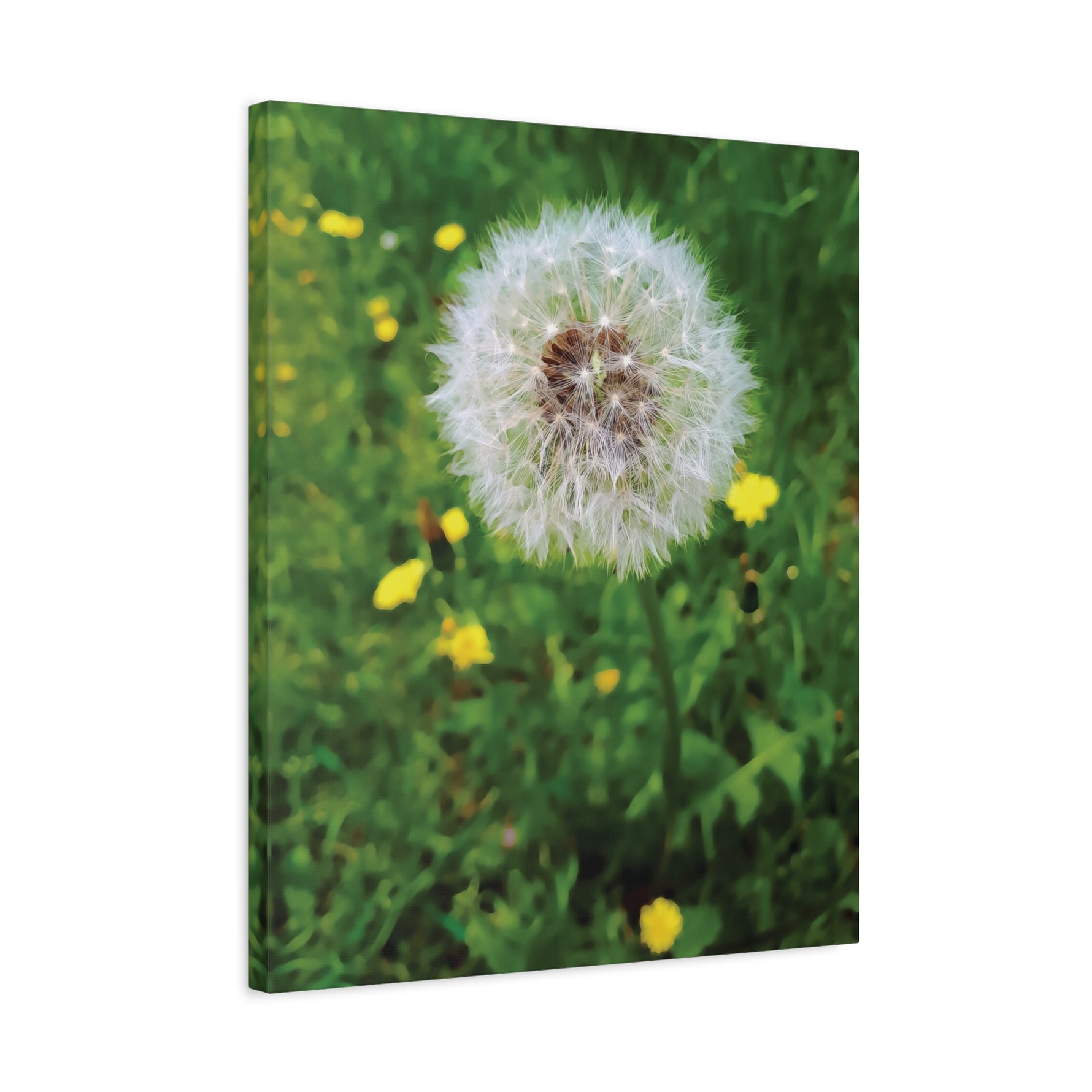 Stretched Matte Canvas - Flower of Dandelion