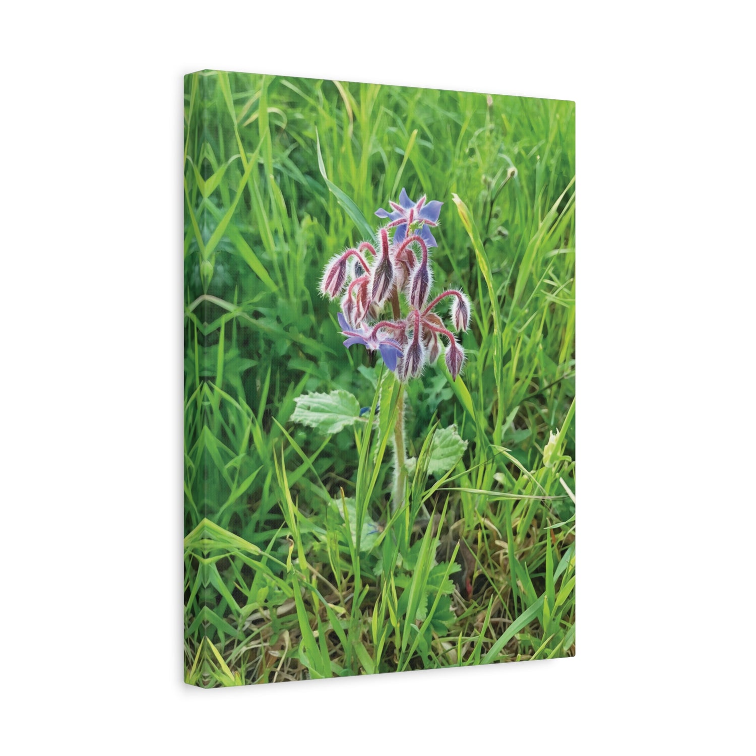 Stretched Matte Canvas - Flower of Borragine