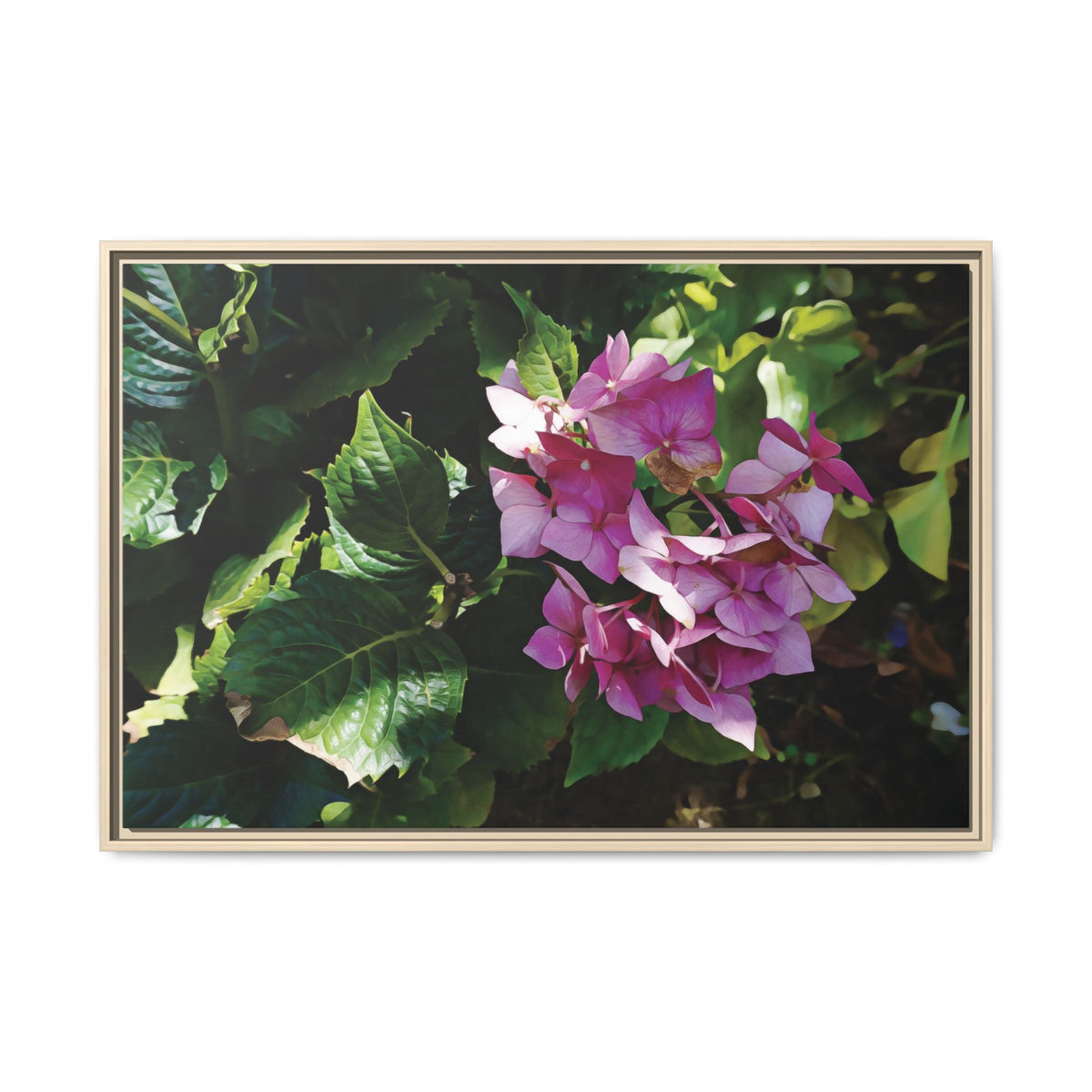 Hydrangea Macrophylla | Framed Canvas