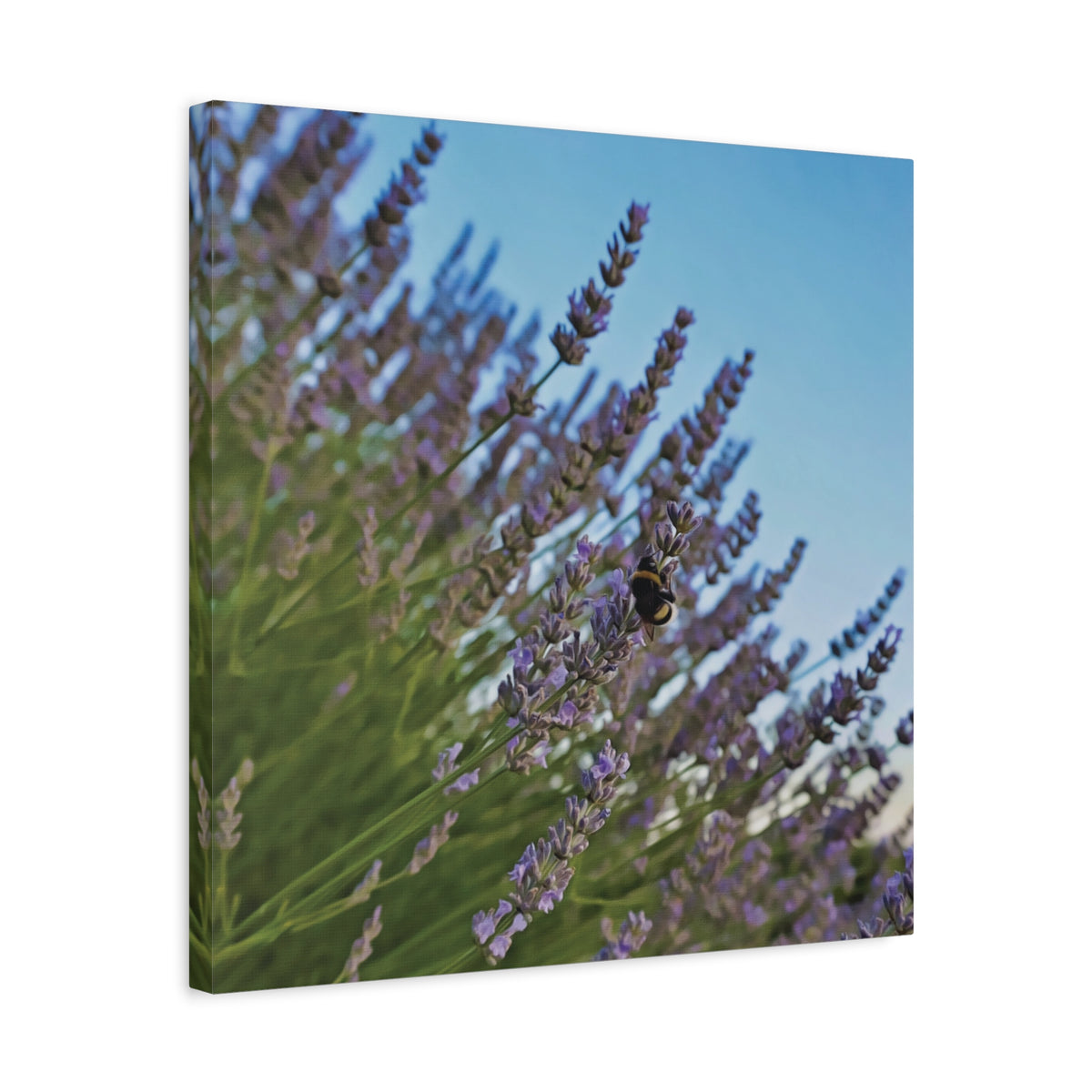 Stretched Matte Canvas - Flower of Lavender with Bombus Insect (Variant 1)