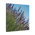 Stretched Matte Canvas - Flower of Lavender with Bombus Insect (Variant 1)