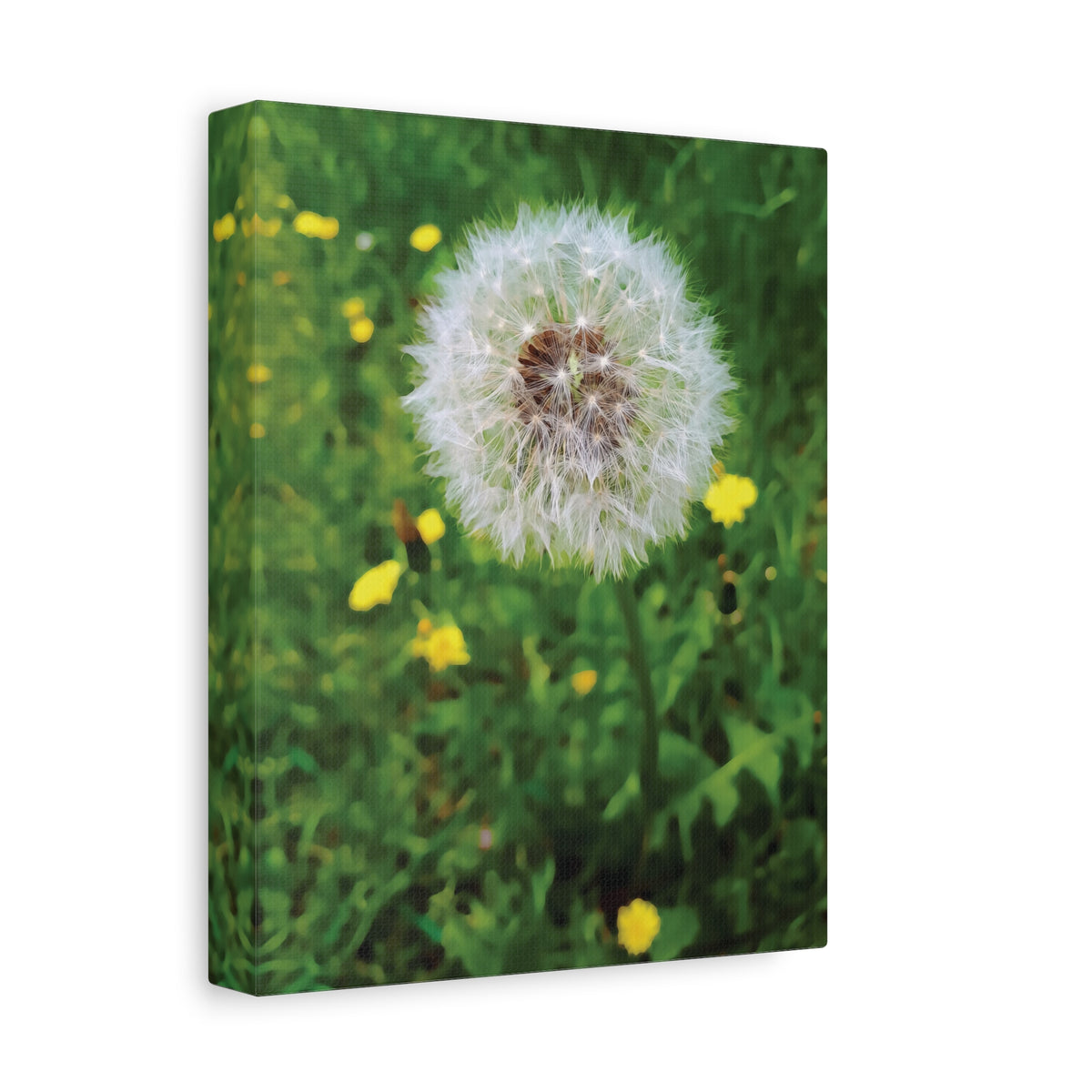 Stretched Matte Canvas - Flower of Dandelion