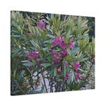 Stretched Matte Canvas - Flower of Oleander