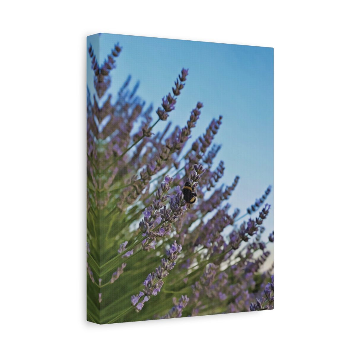 Stretched Matte Canvas - Flower of Lavender with Bombus Insect (Variant 1)