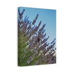 Stretched Matte Canvas - Flower of Lavender with Bombus Insect (Variant 1)