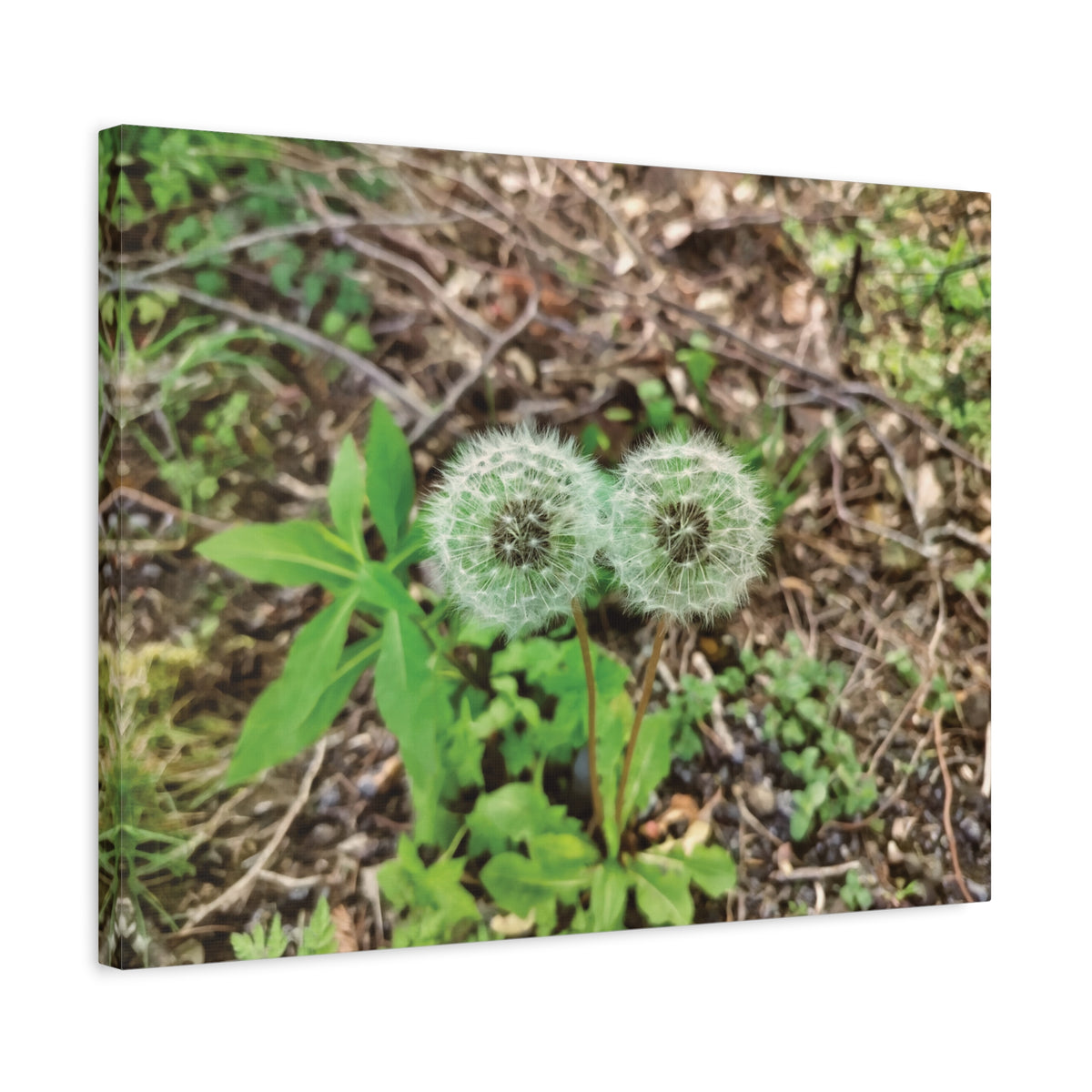 Stretched Matte Canvas - Flower of Tarassaco (Soffione)