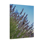 Stretched Matte Canvas - Flower of Lavender with Bombus Insect (Variant 1)