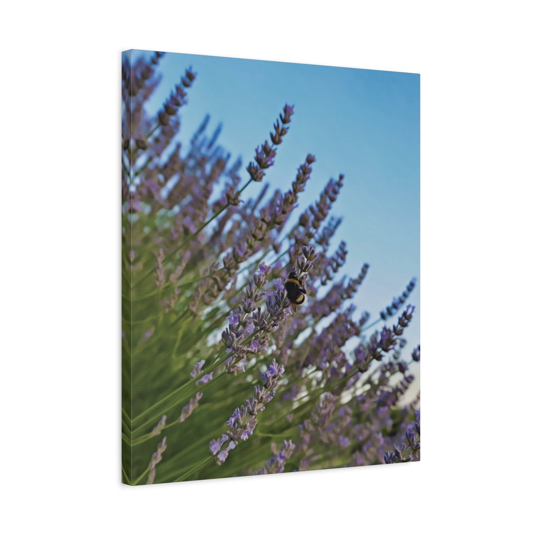 Stretched Matte Canvas - Flower of Lavender with Bombus Insect (Variant 1)