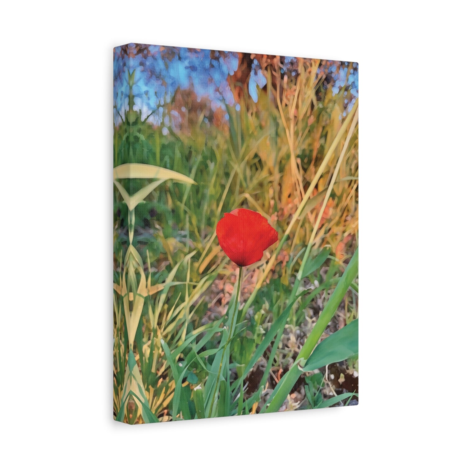 Stretched Matte Canvas - Flower of Papaver Rhoeas