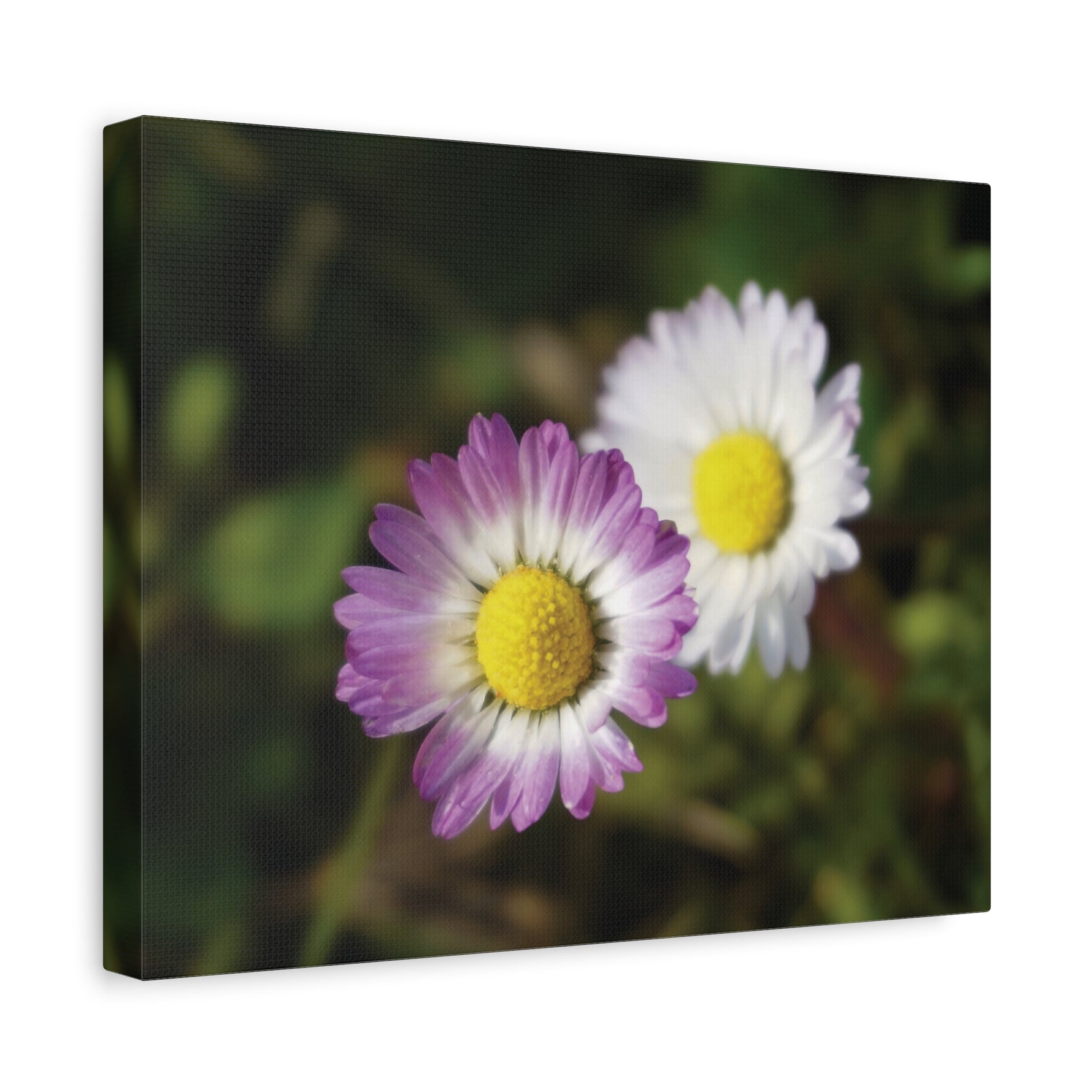Stretched Matte Canvas - Flower of Daisies
