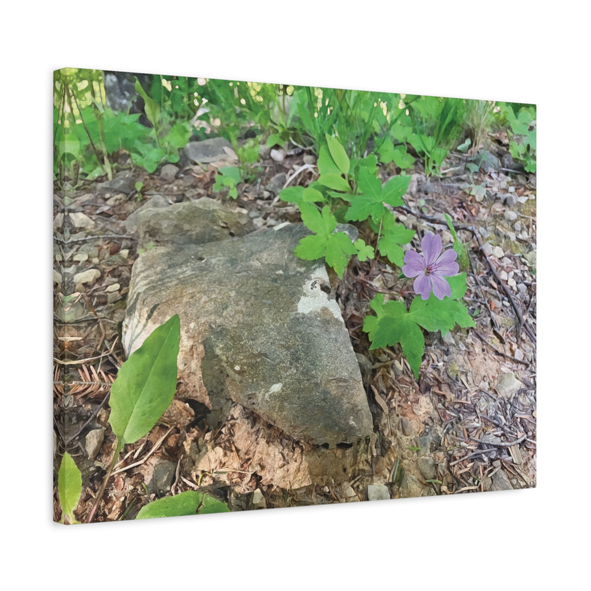 Stretched Matte Canvas - Flower of Geranium Nodosum