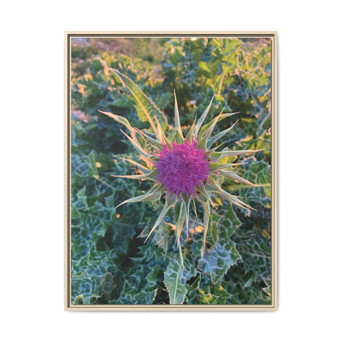 Silybum Marianum | Framed Canvas