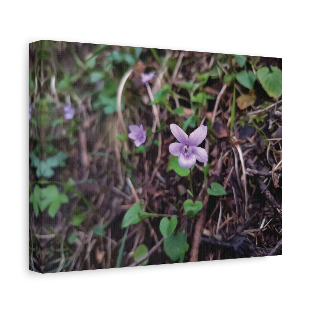 Stretched Matte Canvas - Flower of Viola Silvestre