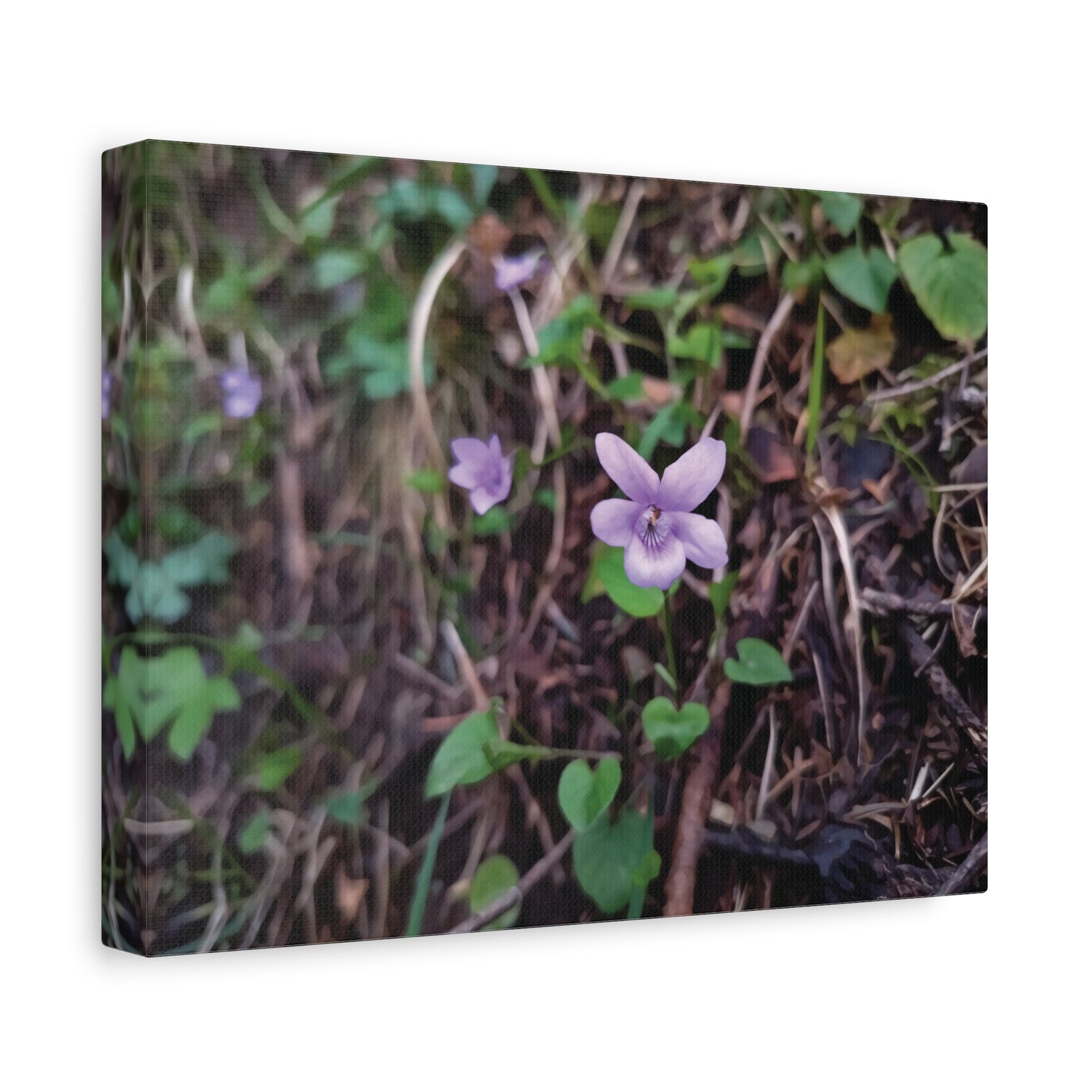 Stretched Matte Canvas - Flower of Viola Silvestre