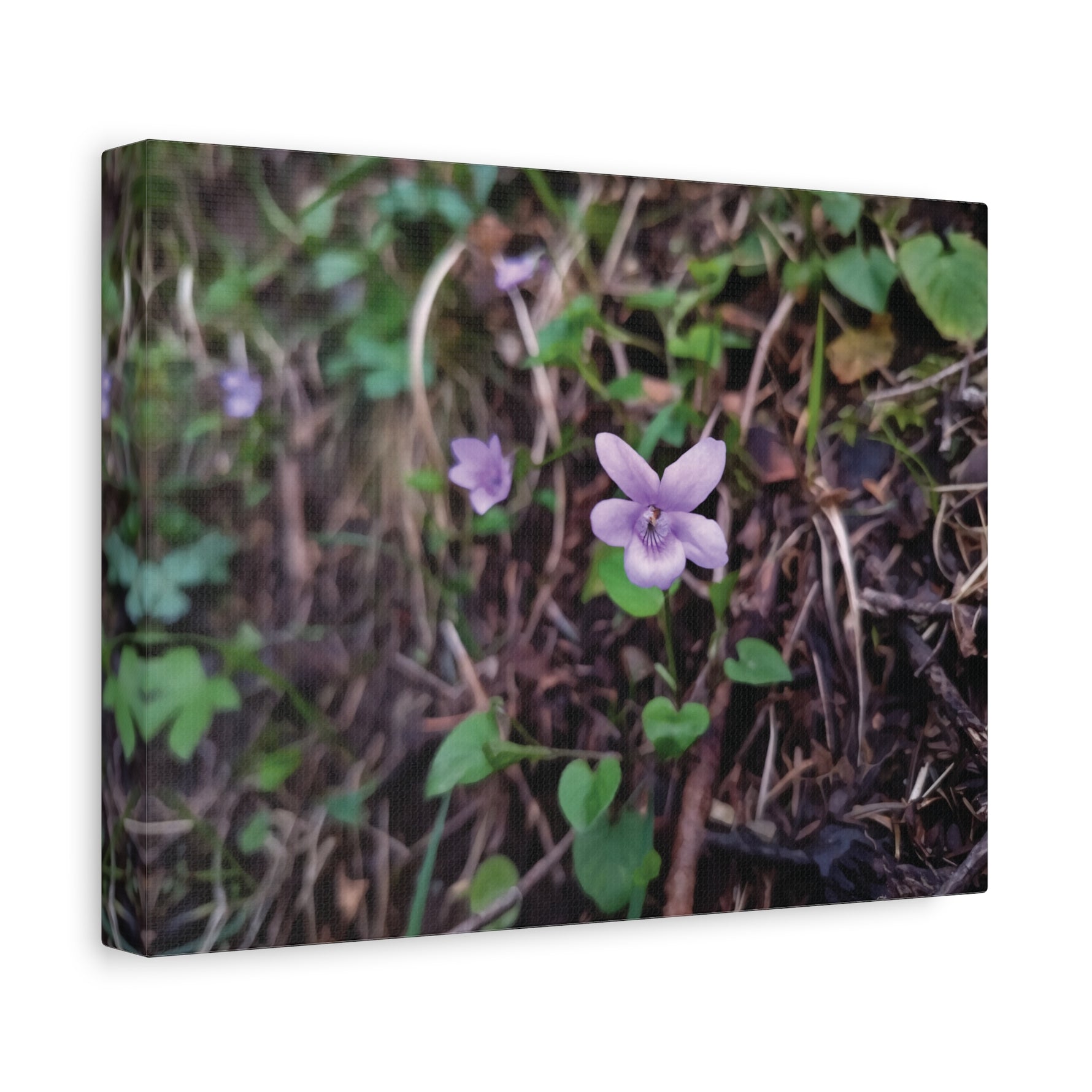 Stretched Matte Canvas - Flower of Viola Silvestre
