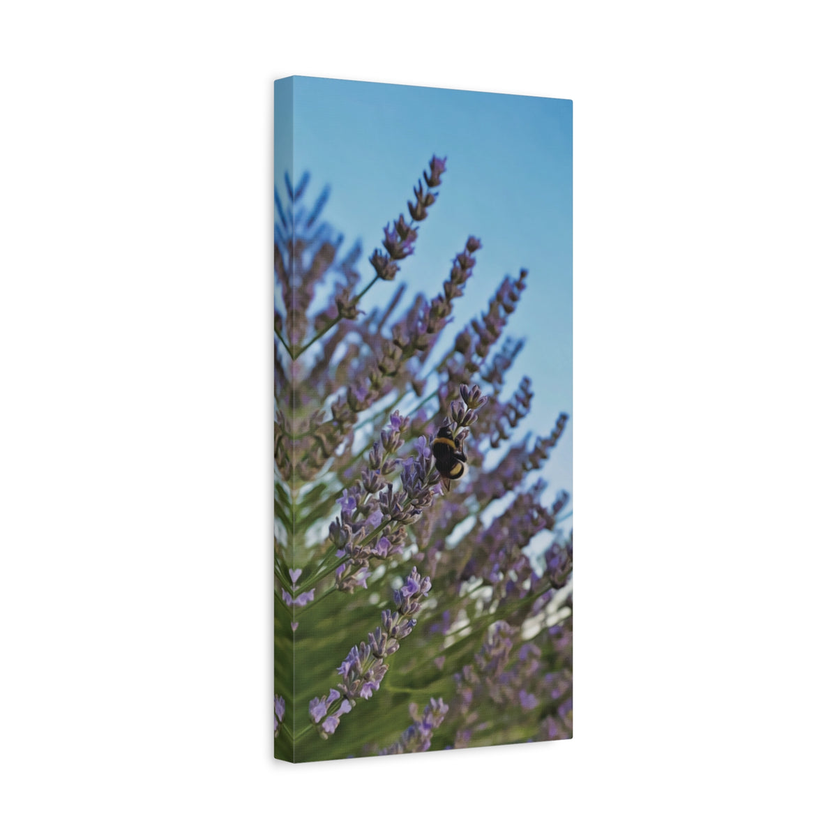Stretched Matte Canvas - Flower of Lavender with Bombus Insect (Variant 1)