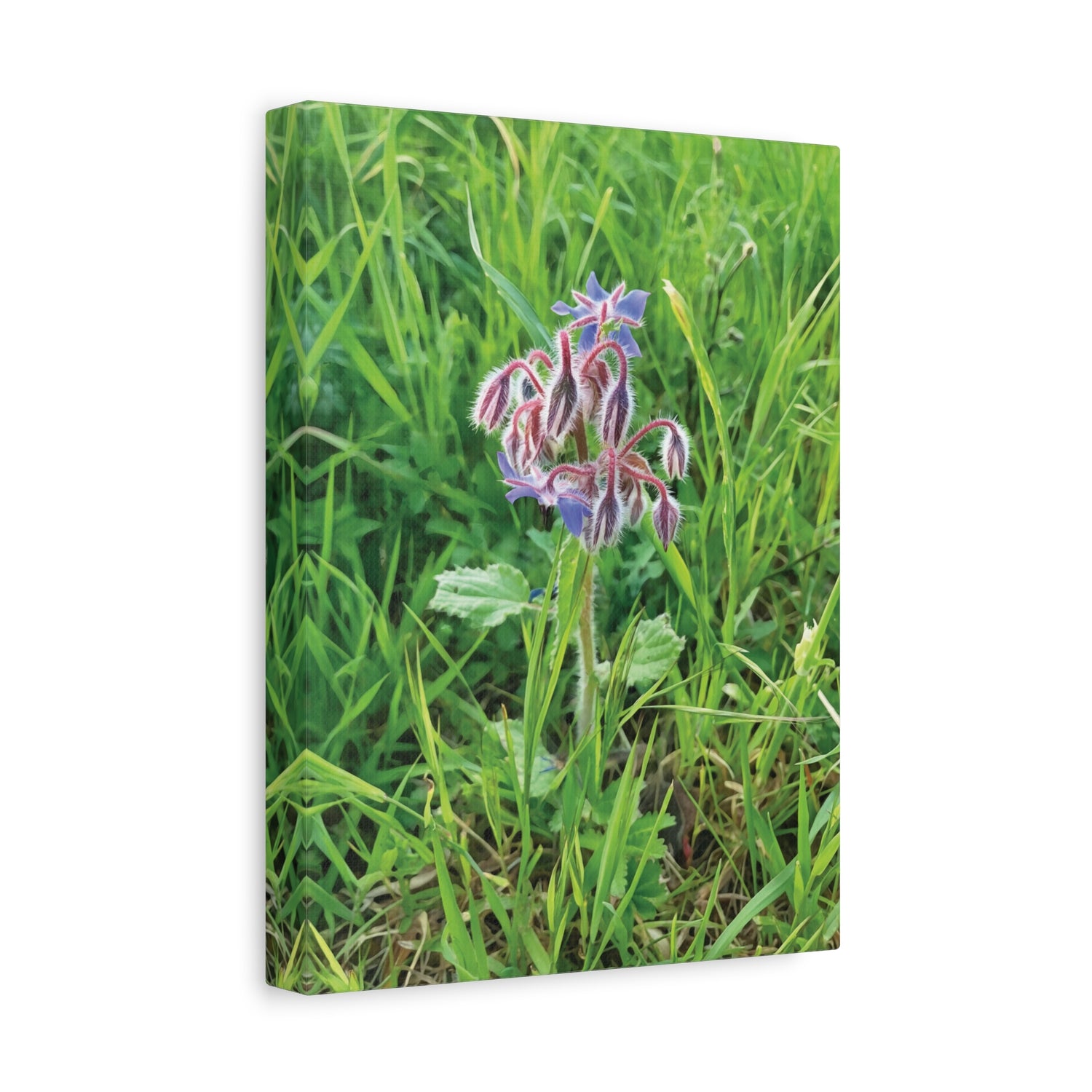 Stretched Matte Canvas - Flower of Borragine