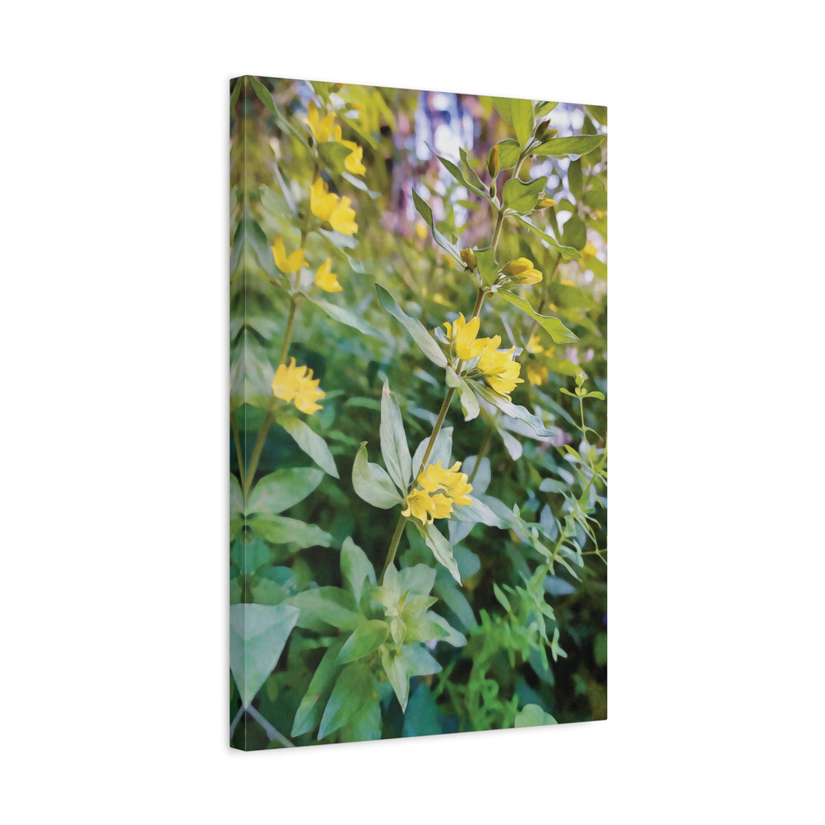 Stretched Matte Canvas - Flower of Lysimachia