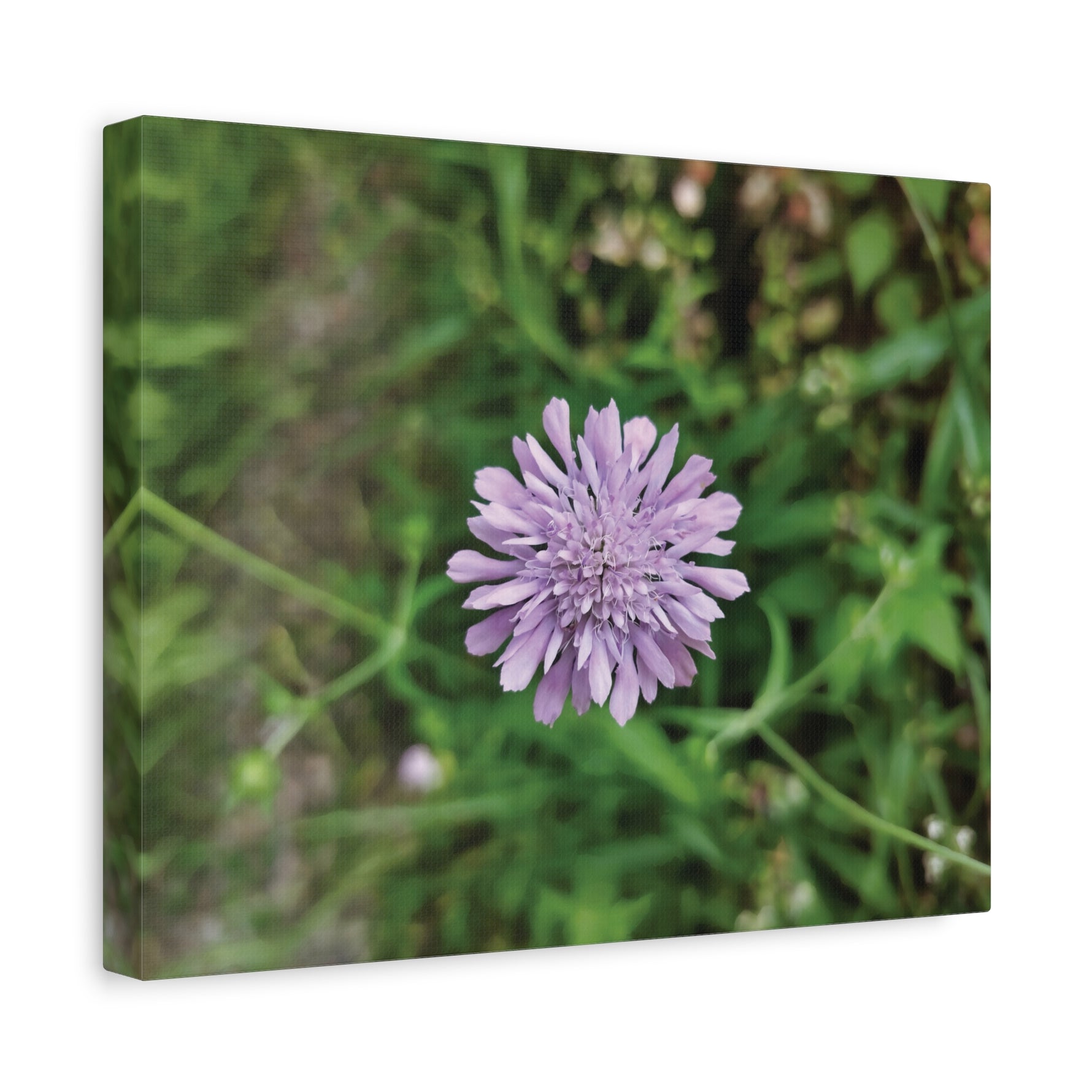 Stretched Matte Canvas - Flower of Knautia Integrifolia (Ambretta annuale)