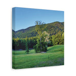 Stretched Matte Canvas - Tree in a lawn (Variant 3)