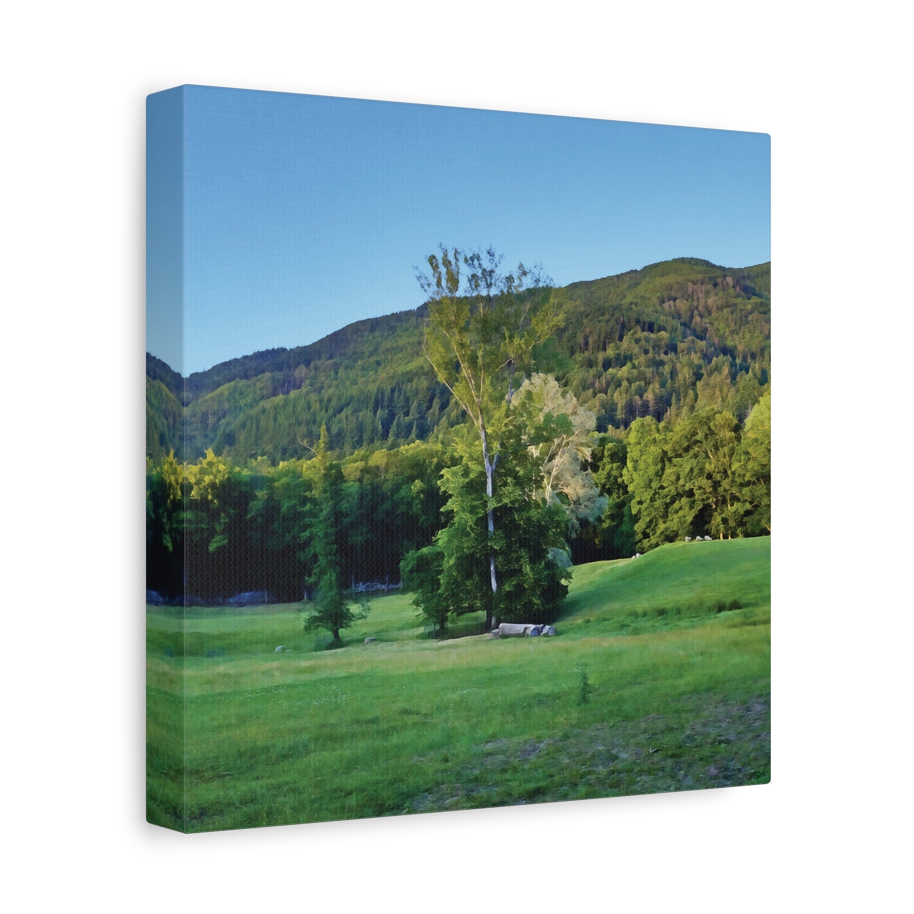 Stretched Matte Canvas - Tree in a lawn (Variant 3)
