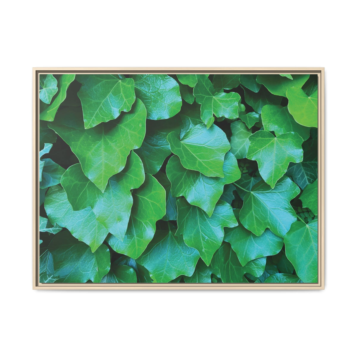 Hedera Helix | Framed Canvas
