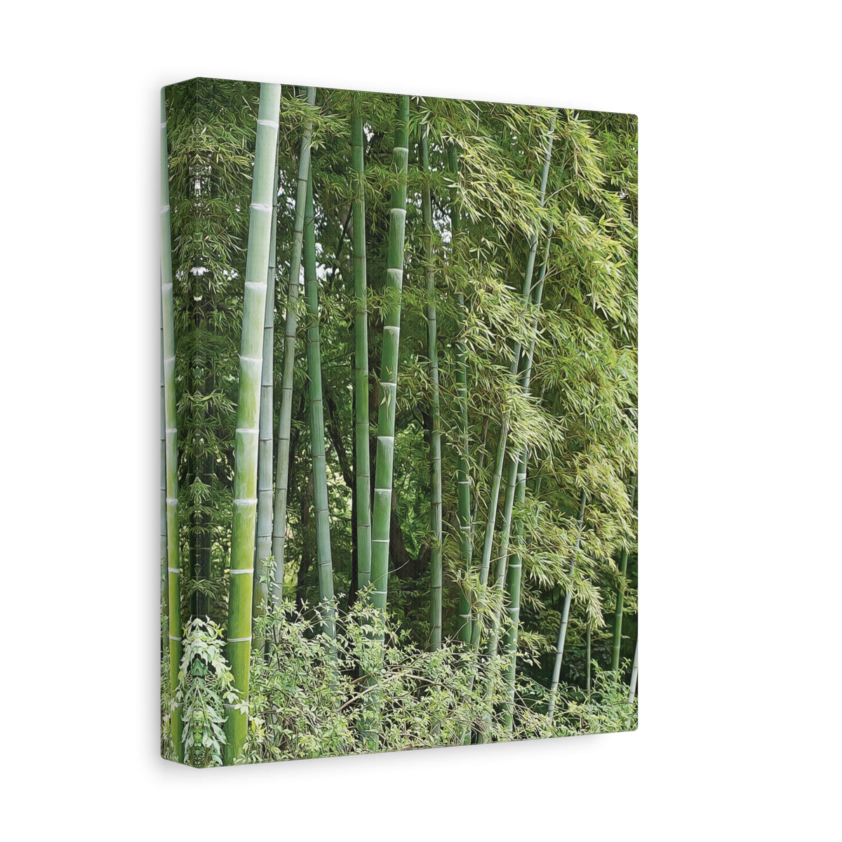 Stretched Matte Canvas - Bamboo (Variant 1)
