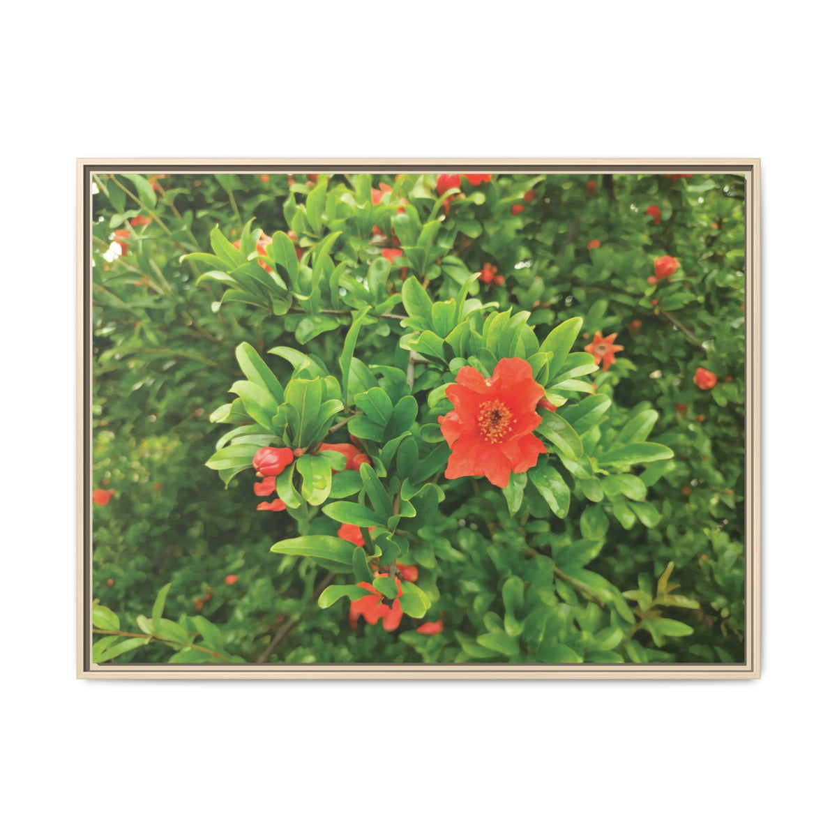 Melograno (Punica granatum) | Framed Canvas