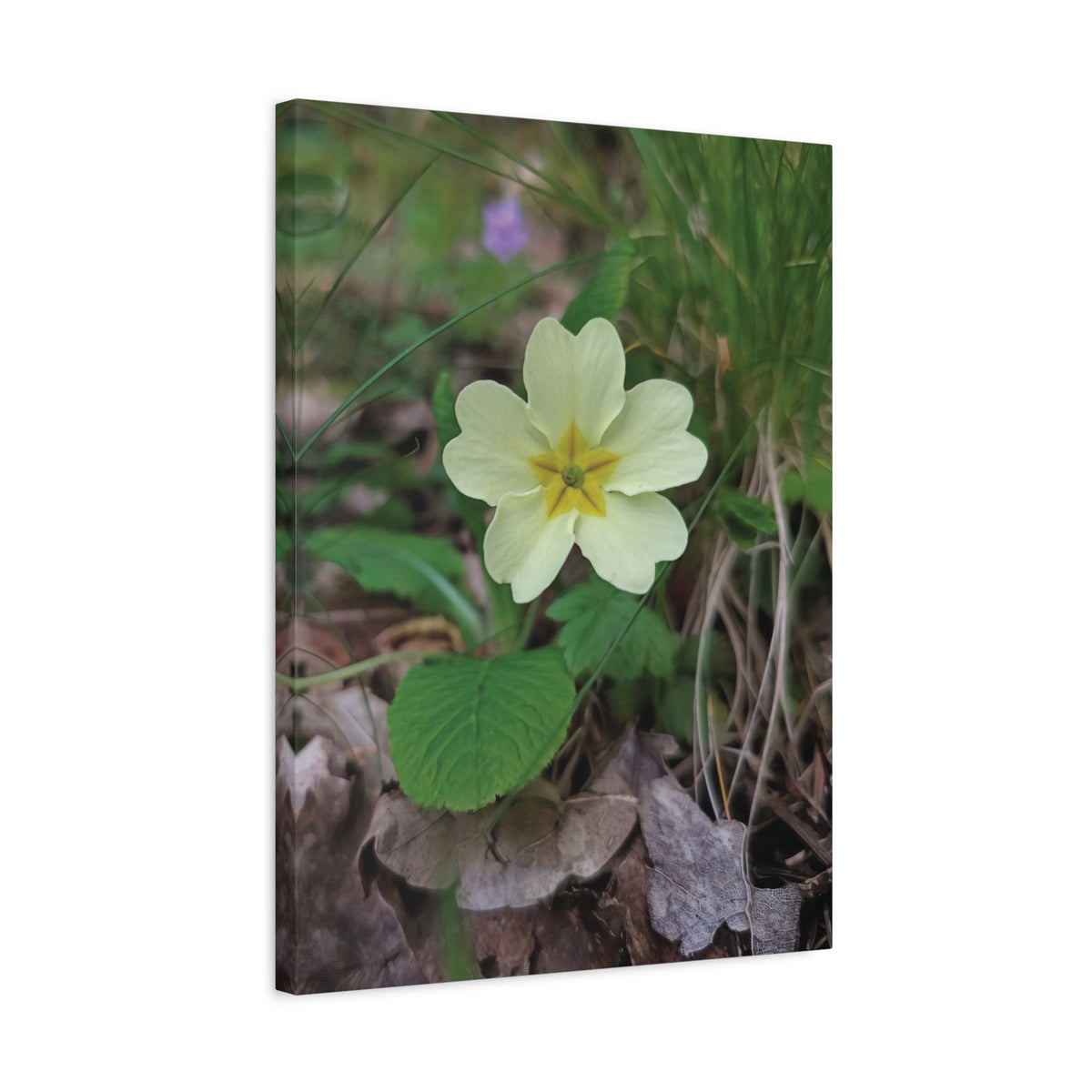 Stretched Matte Canvas - Flower of Primula