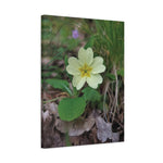 Stretched Matte Canvas - Flower of Primula