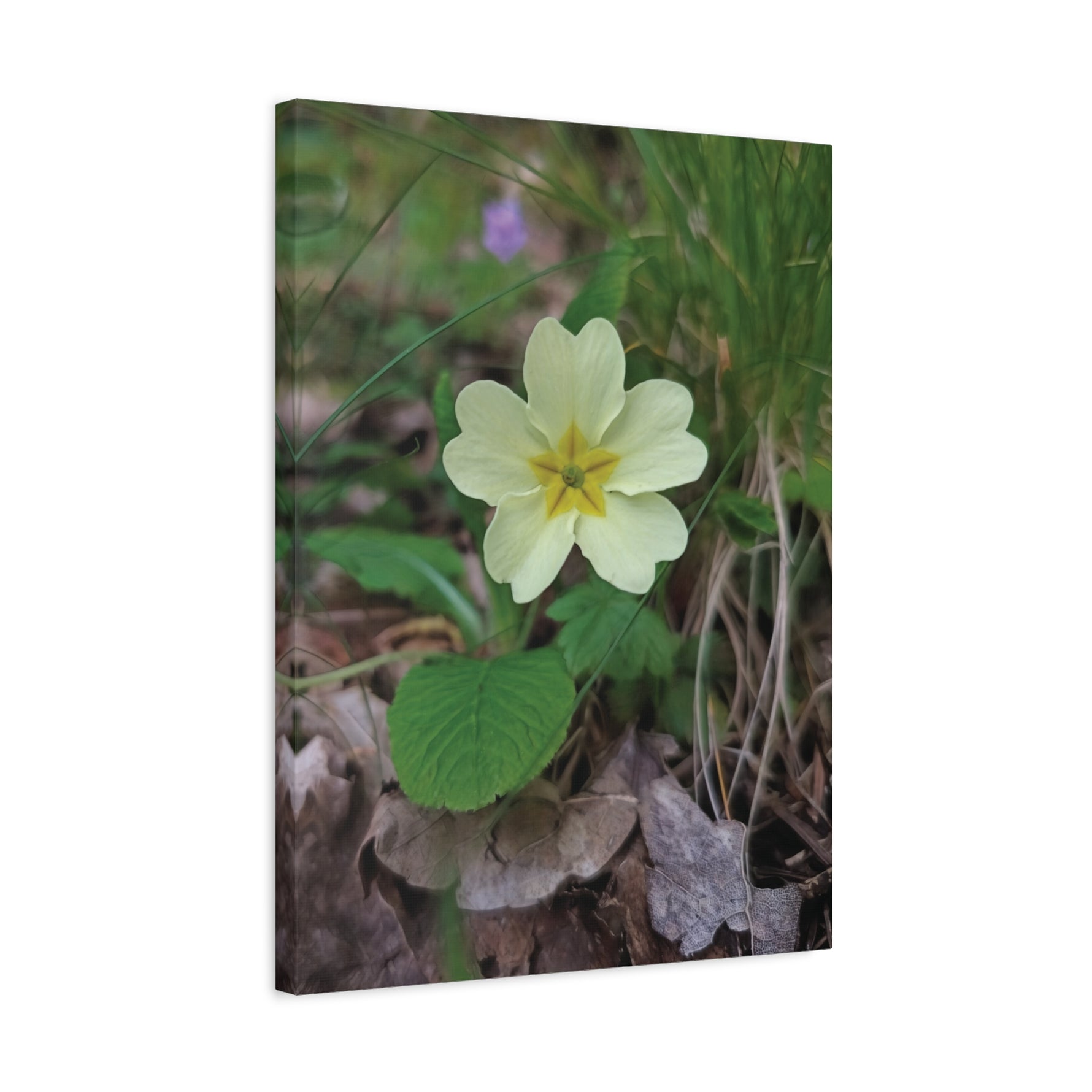 Stretched Matte Canvas - Flower of Primula