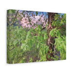 Stretched Matte Canvas - Tree of Holodiscus Dumosus