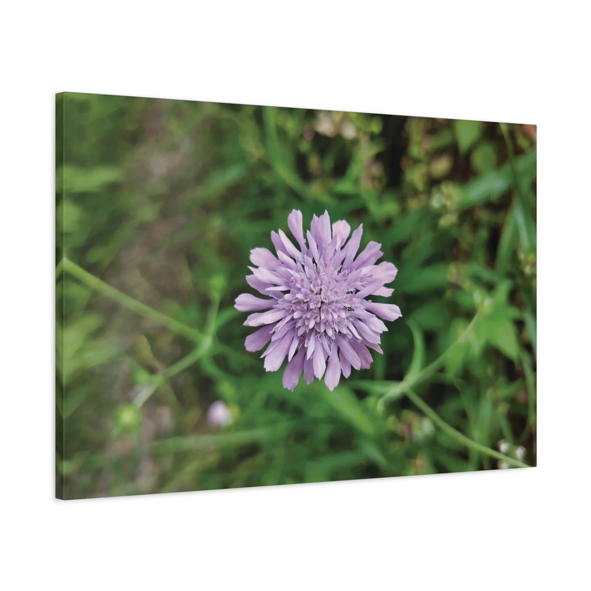 Stretched Matte Canvas - Flower of Knautia Integrifolia (Ambretta annuale)