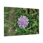 Stretched Matte Canvas - Flower of Knautia Integrifolia (Ambretta annuale)