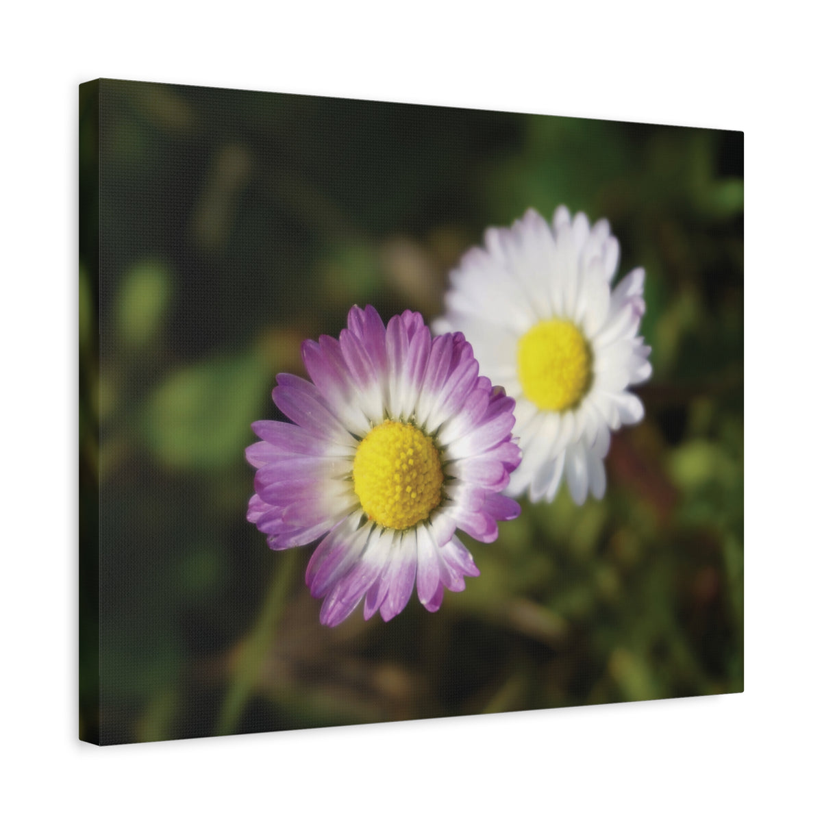 Stretched Matte Canvas - Flower of Daisies